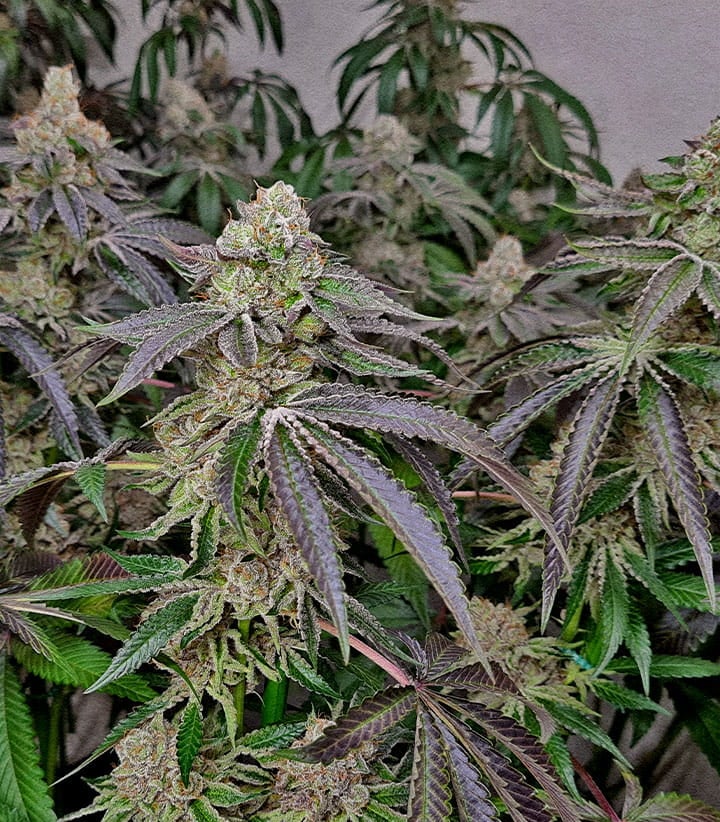 Buds denses et givrés de cannabis issus de clones floraison plus rapide et phase végétative raccourcie par rapport aux plantes de graines