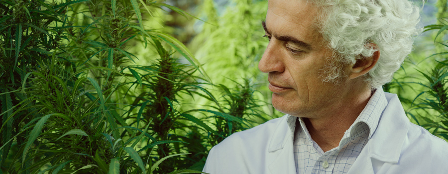 Père prenant soin du cannabis