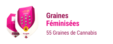 graines-cannabis-fëminisees