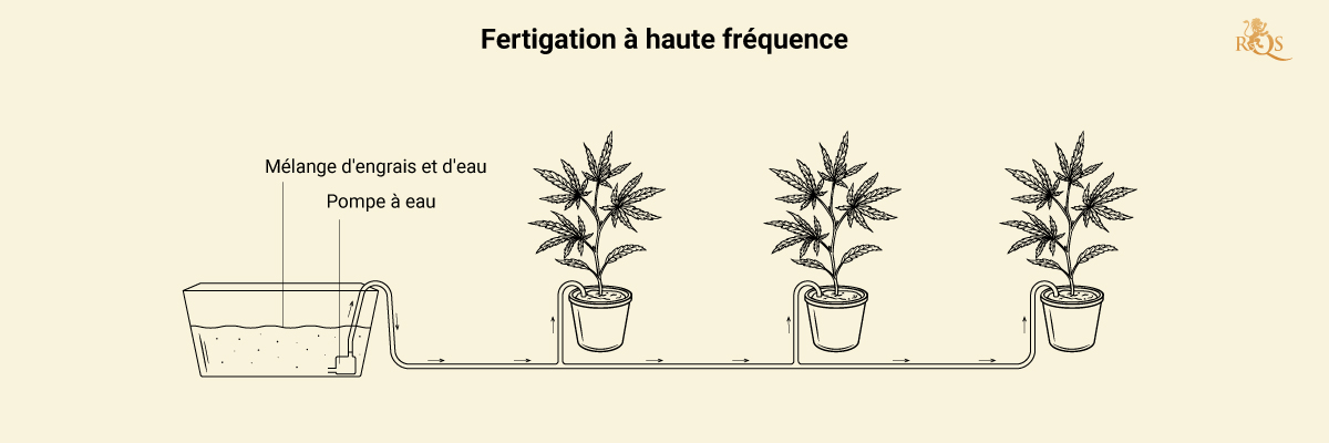 Fertigation in Cannabis