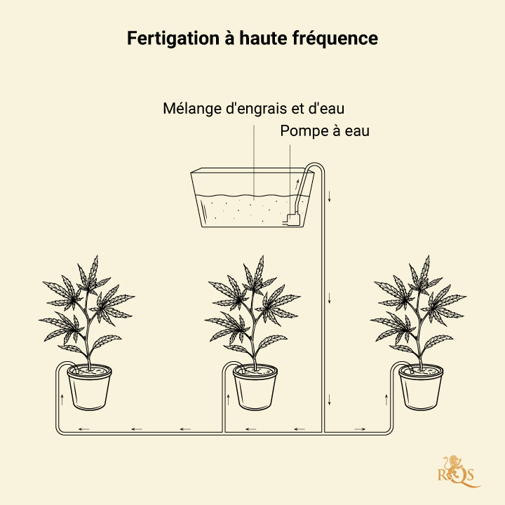 Fertigation in Cannabis