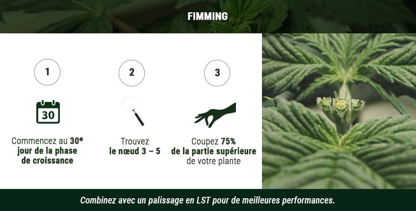 Schéma du fimming : Guide visuel en 3 étapes pour appliquer la technique du fimming, favorisant une croissance plus buissonneuse et une productivité accrue de la plante.