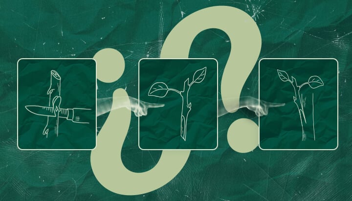 Le Greffage du Cannabis Vaut-il la Peine ? Peser le Pour et le Contre Vous vous demandez si le greffage du cannabis vaut la peine ? Considérez les avantages et les inconvénients potentiels de cette technique pour votre culture de cannabis. Prenez une décision éclairée.