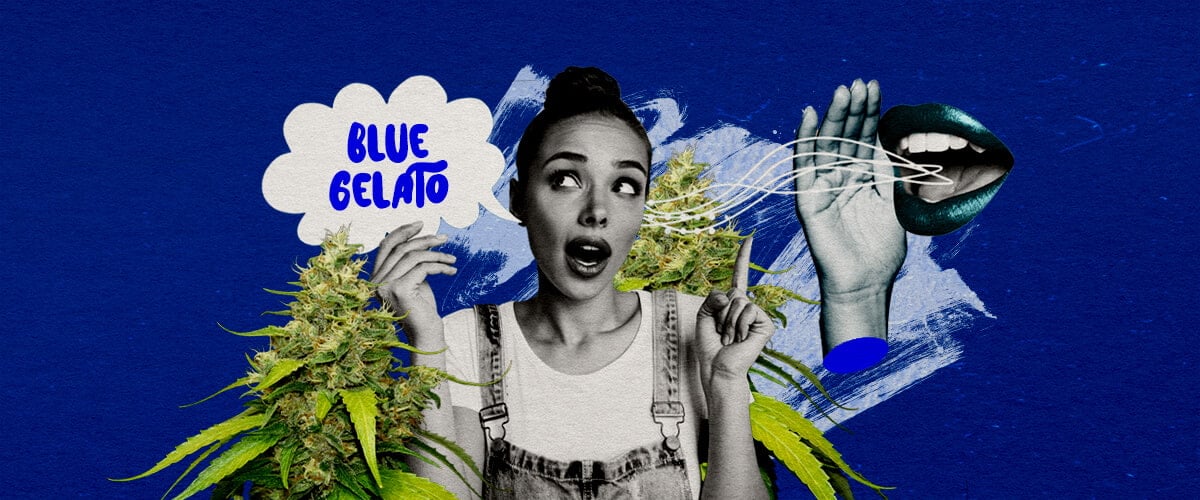 Une illustration d'un bourgeon de cannabis Blue Gelato avec des teintes violettes, entouré d'une ambiance sereine, sur un fond vert, offrant des réflexions finales et des recommandations de culture pour la souche.
