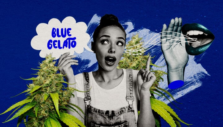 Une illustration d'un bourgeon de cannabis Blue Gelato avec des teintes violettes, entouré d'une ambiance sereine, sur un fond vert, offrant des réflexions finales et des recommandations de culture pour la souche.