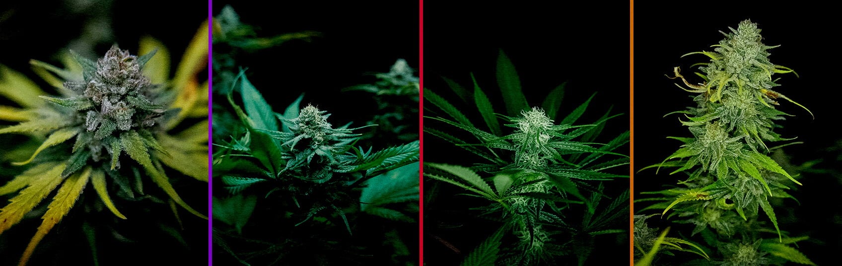Phase de Floraison de Royal AK Guide de Culture Cannabis Une illustration d'une plante de cannabis Royal AK en phase de floraison, montrant des bourgeons denses et des trichomes sur un fond vert, guidant les cultivateurs dans l'optimisation de la floraison.