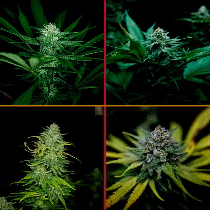 Phase de Floraison de Royal AK Guide de Culture Cannabis Une illustration d'une plante de cannabis Royal AK en phase de floraison, montrant des bourgeons denses et des trichomes sur un fond vert, guidant les cultivateurs dans l'optimisation de la floraison.