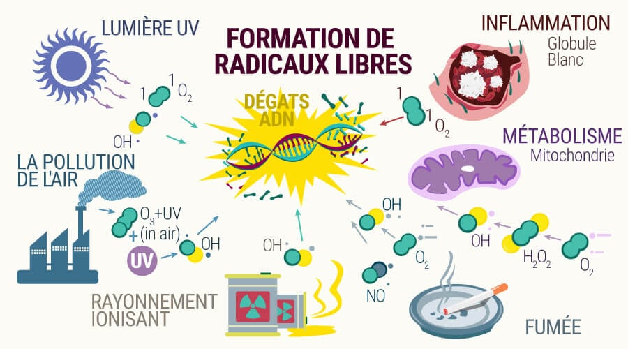 Formation de radicaux libres