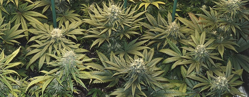 Terpenes and Terpenoids Terpenes and Terpenoids