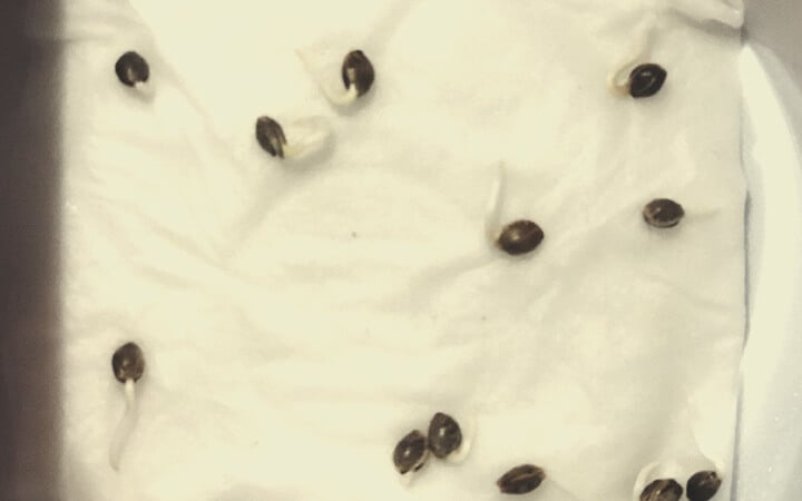 MÉTHODES DE GERMINATION