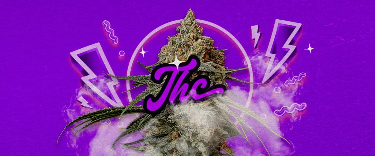 Une illustration des bourgeons de cannabis Granddaddy Purple avec des teintes pourpres profondes, indiquant des effets relaxants puissants et un niveau de THC d’environ 17-23%, sur un fond vert.