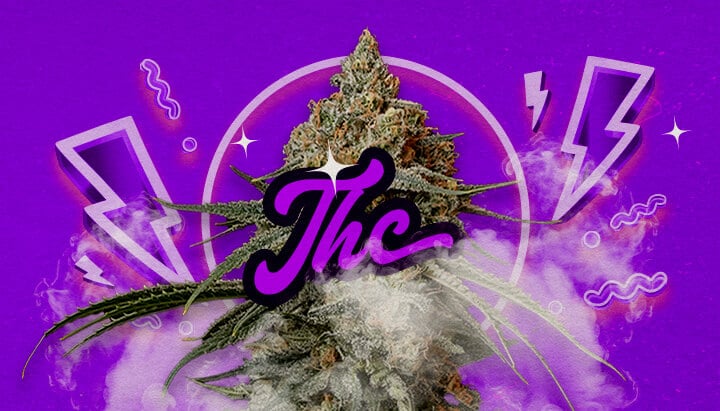 Une illustration des bourgeons de cannabis Granddaddy Purple avec des teintes pourpres profondes, indiquant des effets relaxants puissants et un niveau de THC d’environ 17-23%, sur un fond vert.