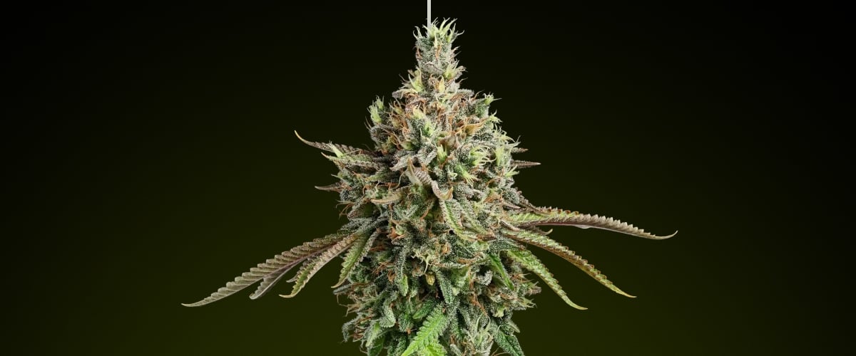 Girl Scout Cookies – Meilleure variété pour des effets équilibrés avec les edibles Tête de cannabis Girl Scout Cookies avec des trichomes givrés et des notes terreuses, connue pour sa saveur sucrée et ses effets hybrides équilibrés, idéale pour les edibles riches