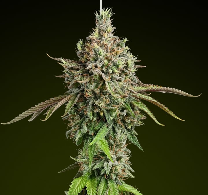 Girl Scout Cookies – Meilleure variété pour des effets équilibrés avec les edibles Tête de cannabis Girl Scout Cookies avec des trichomes givrés et des notes terreuses, connue pour sa saveur sucrée et ses effets hybrides équilibrés, idéale pour les edibles riches