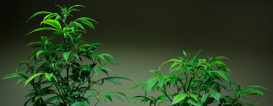 Comparaison Topping Cannabis plant