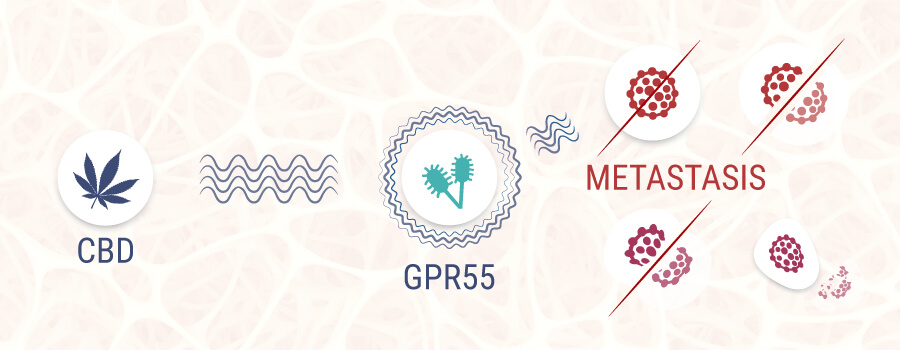 GPR55 Cannabinoid Récepteur GPR55 Cannabinoid Récepteur