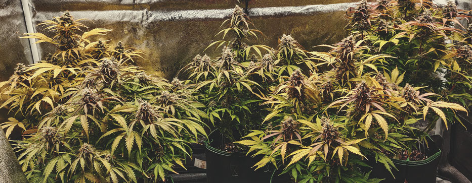 Green Gelato Auto