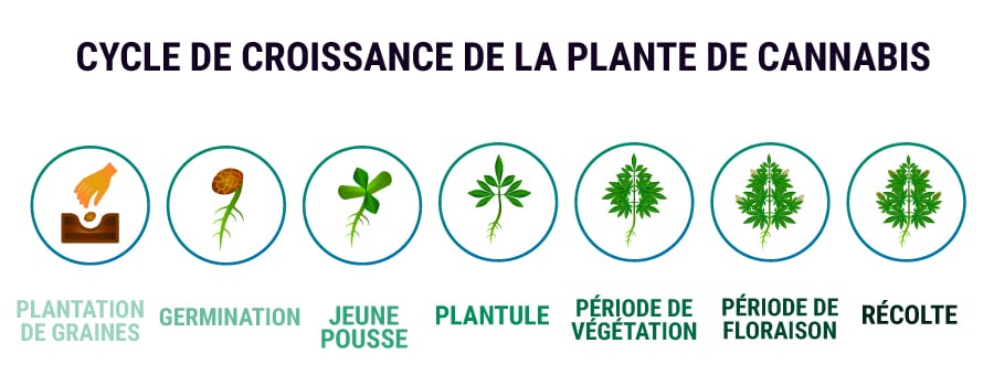 CYCLE DE CROISSANCE DE LA PLANTE DE CANNABIS 