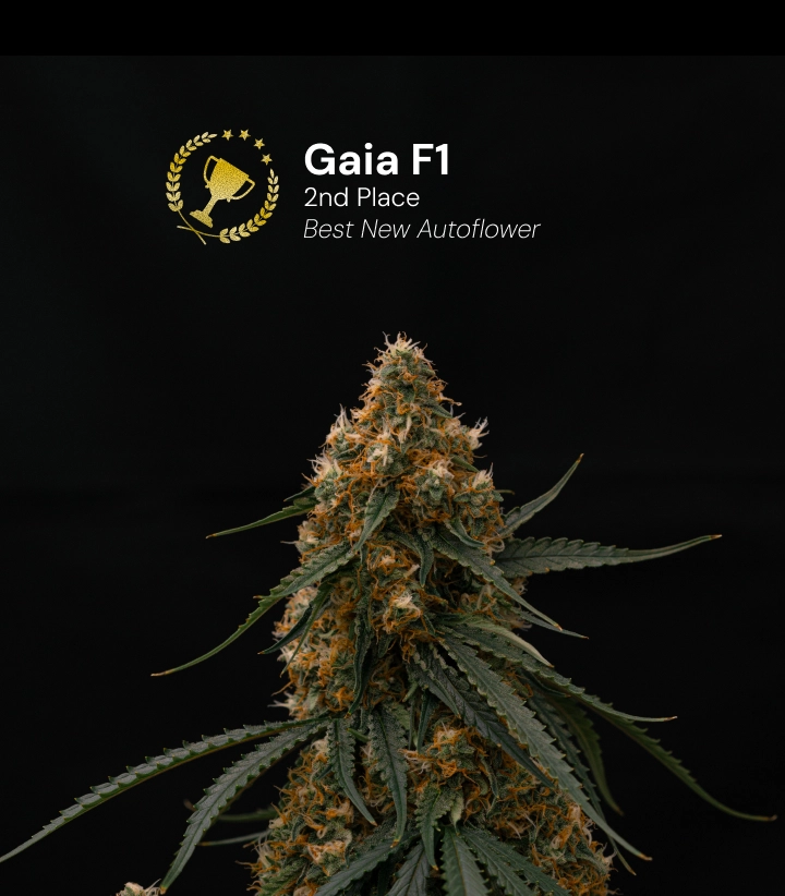 Gaia F1, variété de cannabis primée Découvrez Gaia F1, une variété de cannabis autofloraison primée qui a remporté la 2e place dans la catégorie Best New Autoflower.