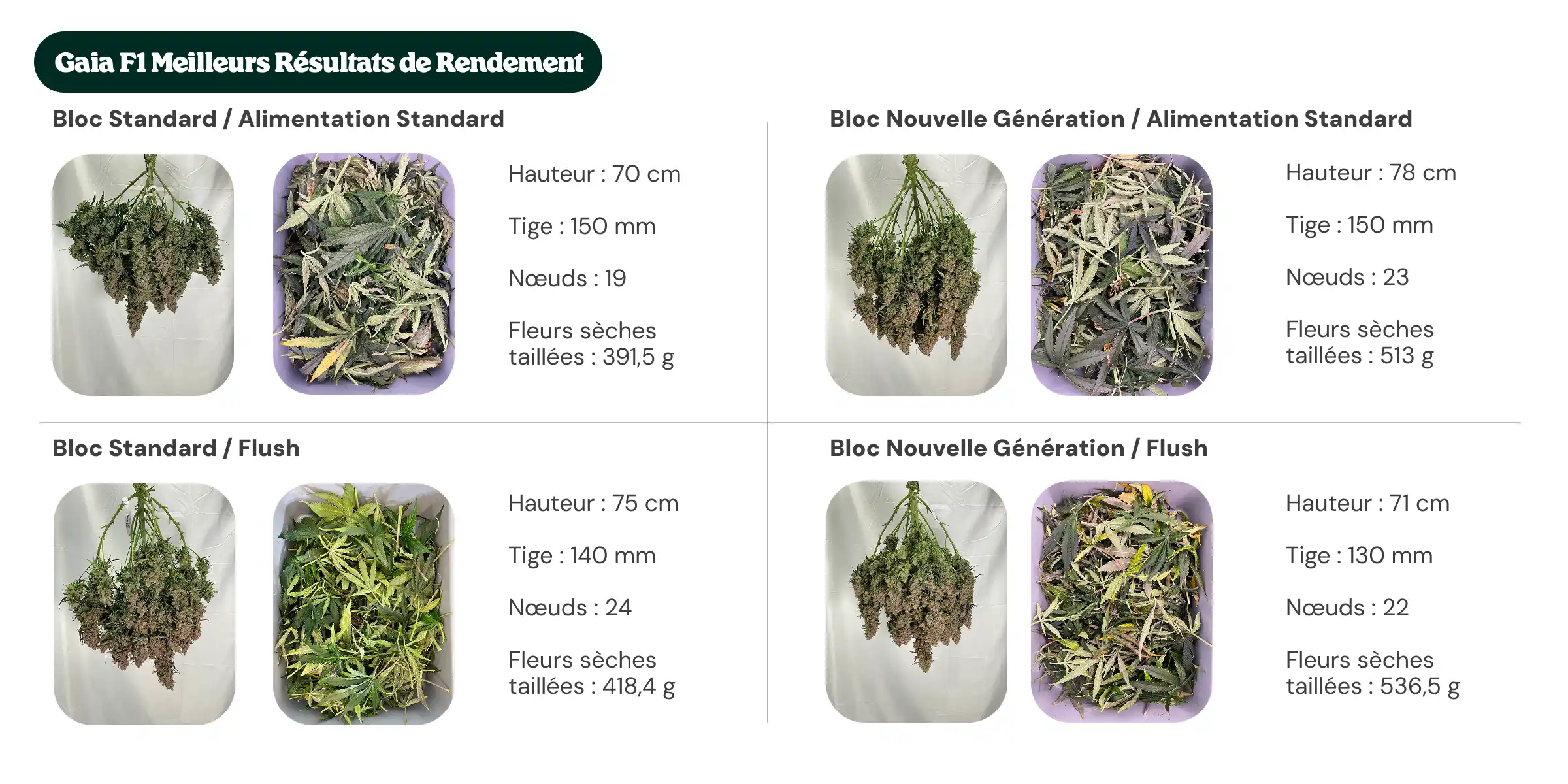 Aperçu des résultats de Gaia F1 comparant les traitements avec bloc standard et bloc nouvelle génération, avec alimentation standard et rinçage, montrant la hauteur des plantes, le diamètre de la tige, le nombre de nœuds et le poids des fleurs sèches manucurées.