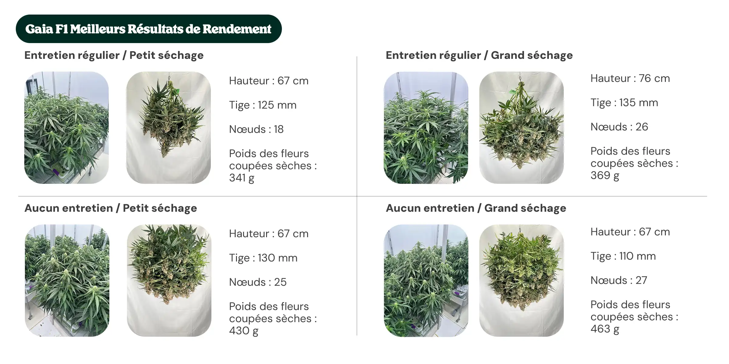 Meilleurs rendements Gaia F1 : comparaison entretien et dryback Aperçu des résultats de Gaia F1 montrant des traitements avec entretien régulier et sans entretien, avec petit et grand dryback, comparant la hauteur des plantes, le diamètre de la tige, le nombre de nœuds et le poids des fleurs sèches manucurées.