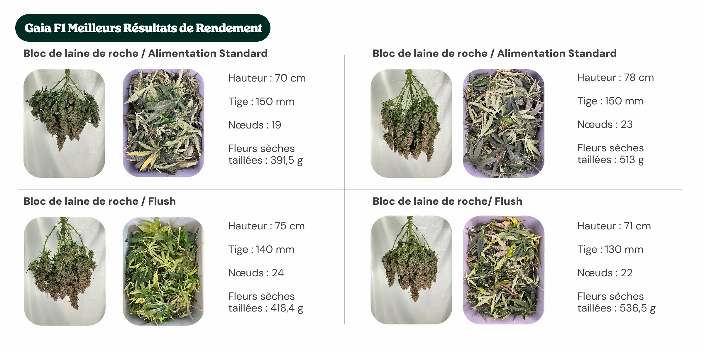 Meilleurs rendements Gaia F1 : comparaison des blocs et de l’alimentation Aperçu des résultats de Gaia F1 comparant les traitements avec bloc standard et bloc nouvelle génération, avec alimentation standard et rinçage, montrant la hauteur des plantes, le diamètre de la tige, le nombre de nœuds et le poids des fleurs sèches manucurées.