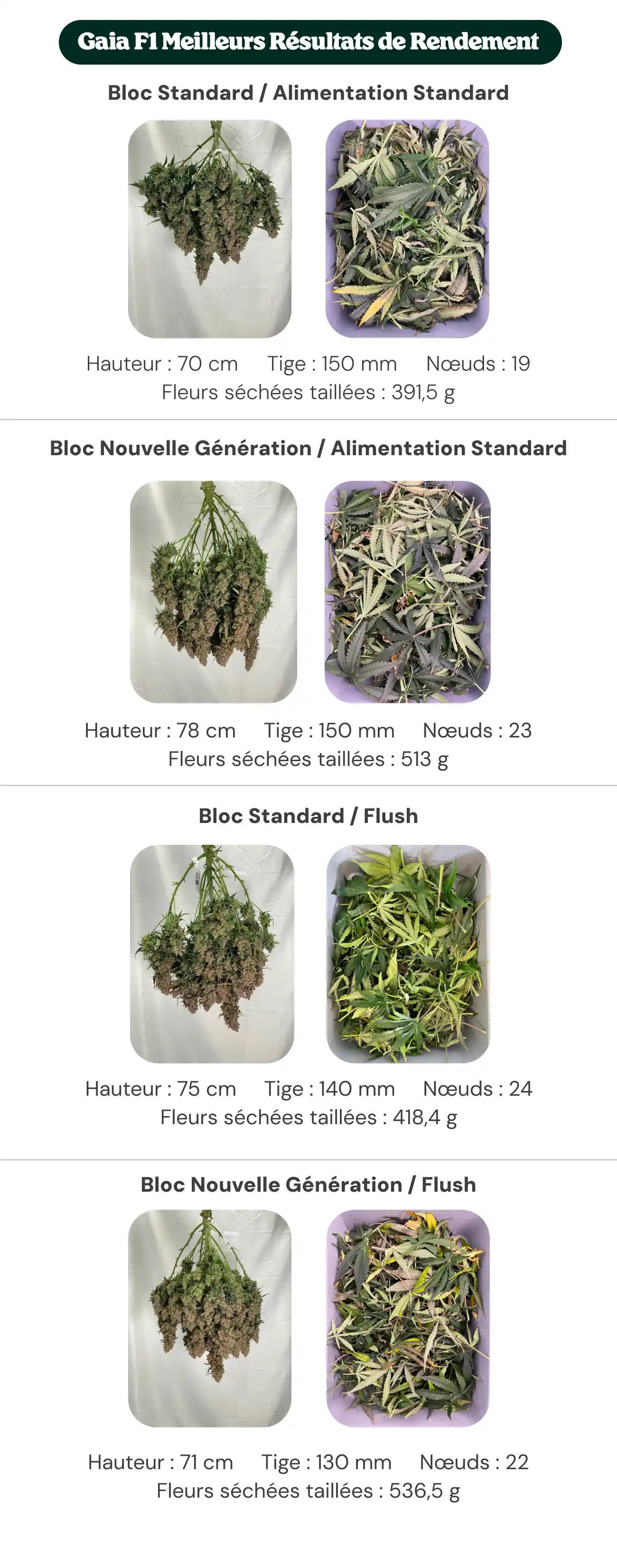Aperçu des résultats de Gaia F1 comparant les traitements avec bloc standard et bloc nouvelle génération, avec alimentation standard et rinçage, montrant la hauteur des plantes, le diamètre de la tige, le nombre de nœuds et le poids des fleurs sèches manucurées.