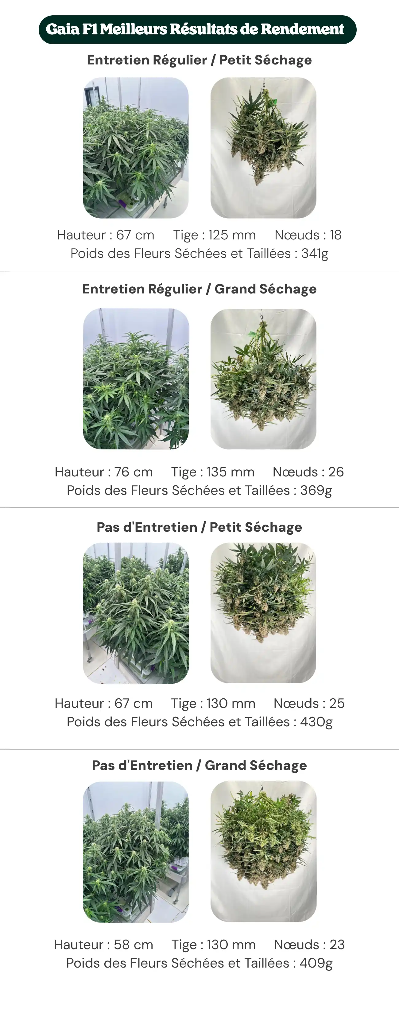 Meilleurs rendements Gaia F1 : comparaison entretien et dryback Aperçu des résultats de Gaia F1 montrant des traitements avec entretien régulier et sans entretien, avec petit et grand dryback, comparant la hauteur des plantes, le diamètre de la tige, le nombre de nœuds et le poids des fleurs sèches manucurées.