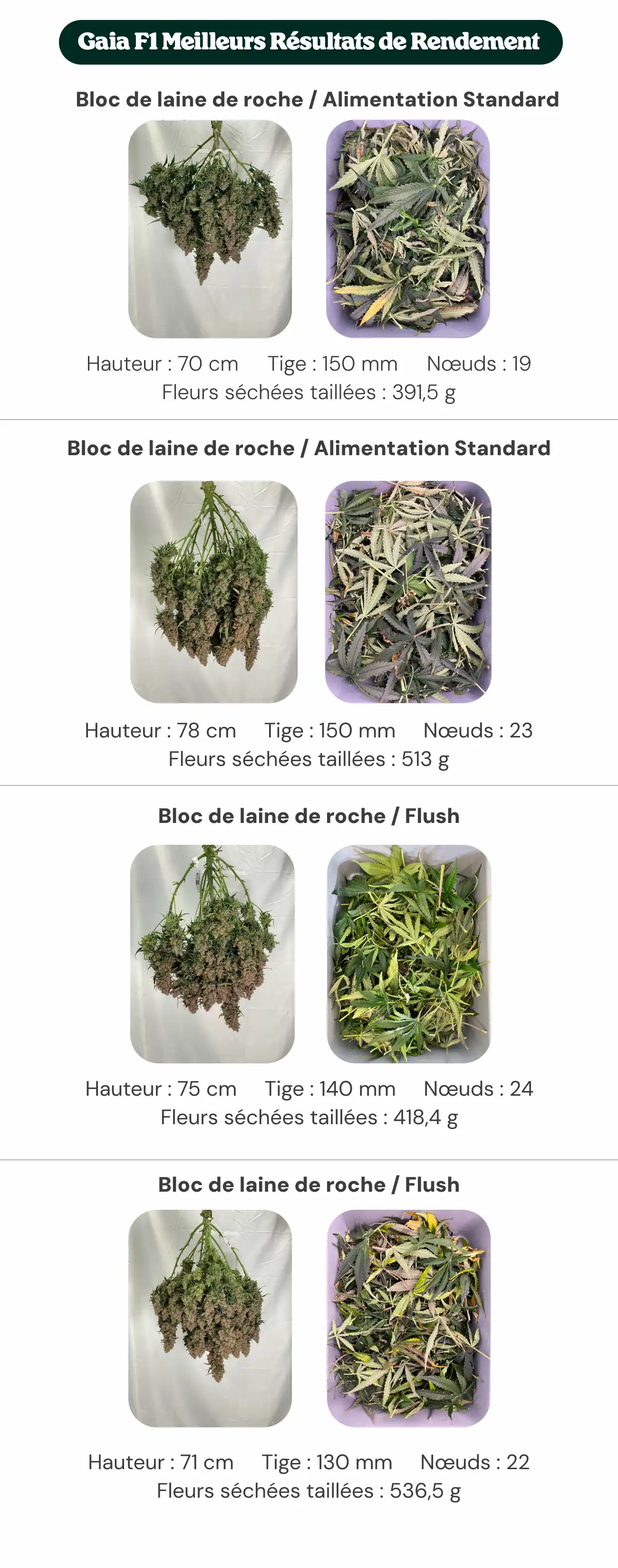 Meilleurs rendements Gaia F1 : comparaison des blocs et de l’alimentation Aperçu des résultats de Gaia F1 comparant les traitements avec bloc standard et bloc nouvelle génération, avec alimentation standard et rinçage, montrant la hauteur des plantes, le diamètre de la tige, le nombre de nœuds et le poids des fleurs sèches manucurées.