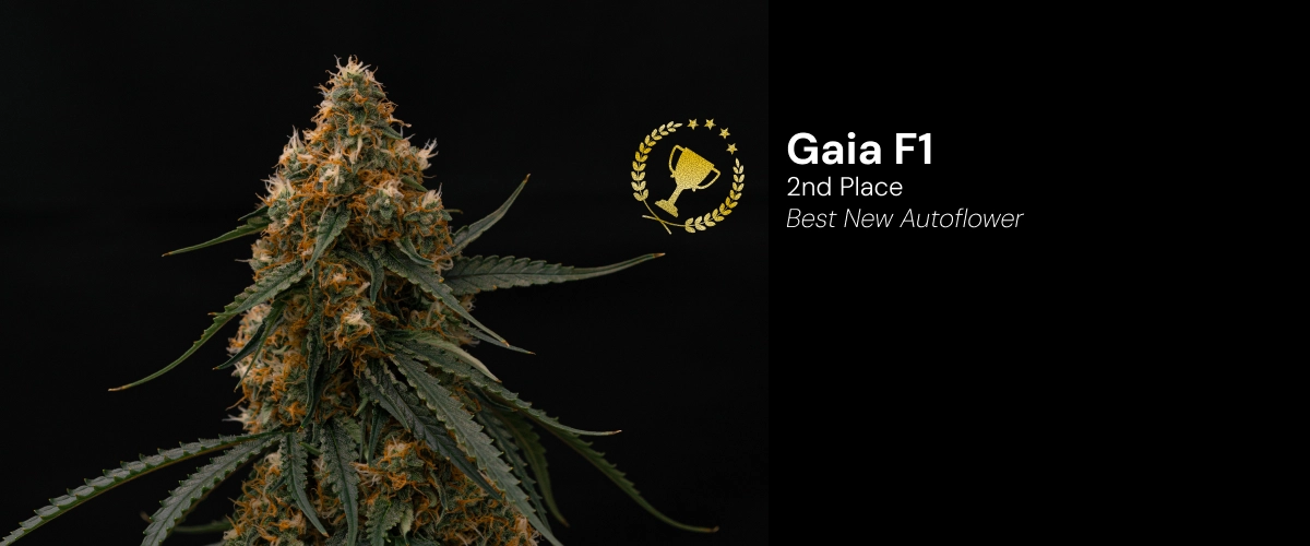 Gaia F1, variété de cannabis primée Découvrez Gaia F1, une variété de cannabis autofloraison primée qui a remporté la 2e place dans la catégorie Best New Autoflower.