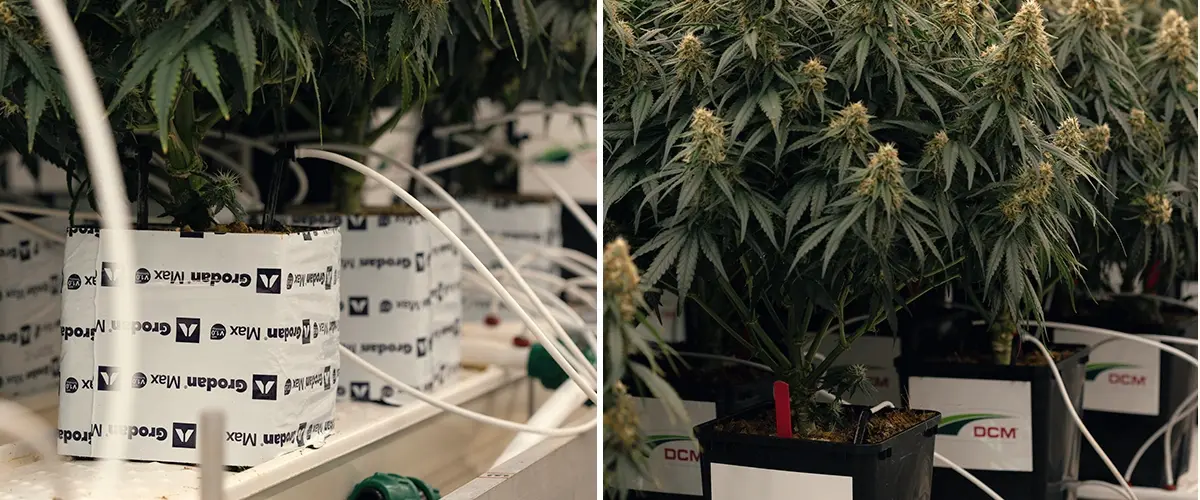 Test d’irrigation à faible teneur en eau dans la culture du cannabis Configuration de sécheresse contrôlée testant la réponse de Gaia F1 au stress hydrique et aux variations de cannabinoïdes.