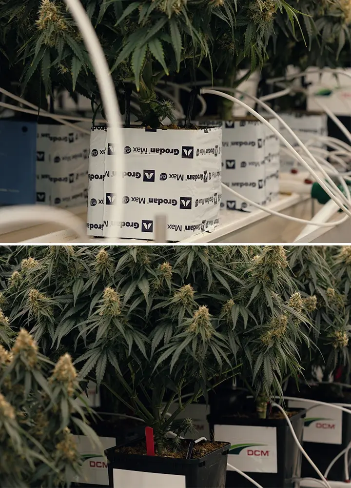 Test d’irrigation à faible teneur en eau dans la culture du cannabis Configuration de sécheresse contrôlée testant la réponse de Gaia F1 au stress hydrique et aux variations de cannabinoïdes.