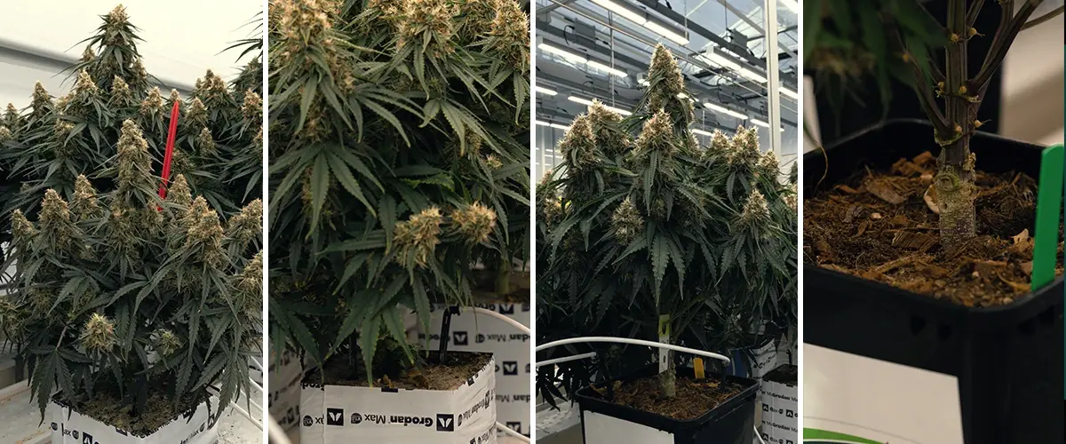 Comparaison Substrats Rockwool et Coco pour Plantes Comparaison des substrats Rockwool et Coco, avec une plante dans du Rockwool vert et un disque Coco, testés pour la croissance.
