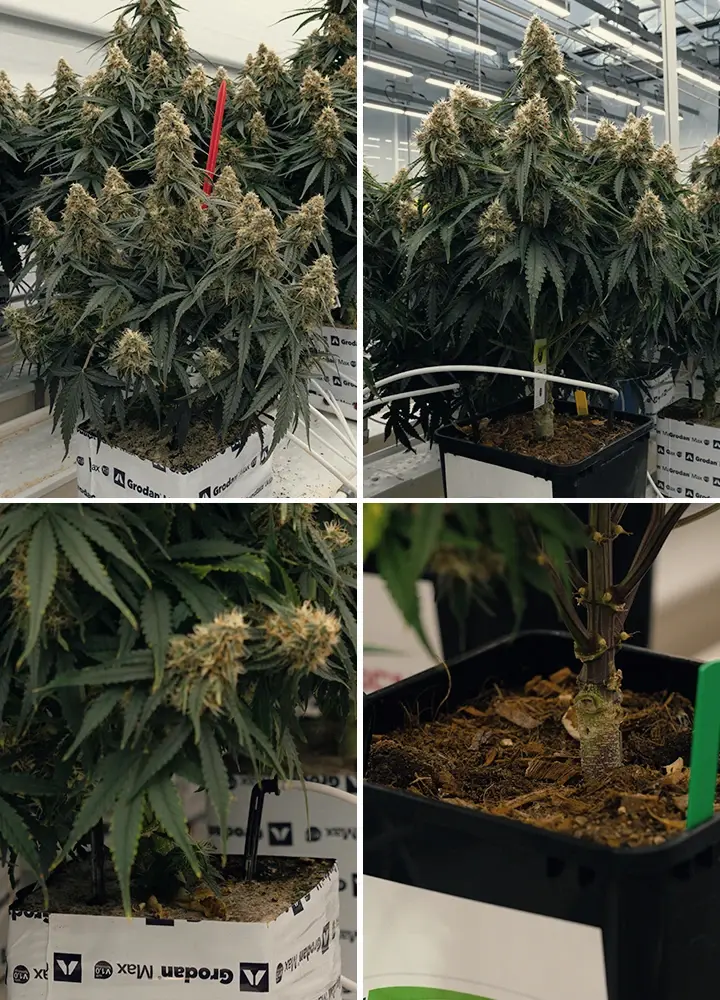 Comparaison Substrats Rockwool et Coco pour Plantes Comparaison des substrats Rockwool et Coco, avec une plante dans du Rockwool vert et un disque Coco, testés pour la croissance.