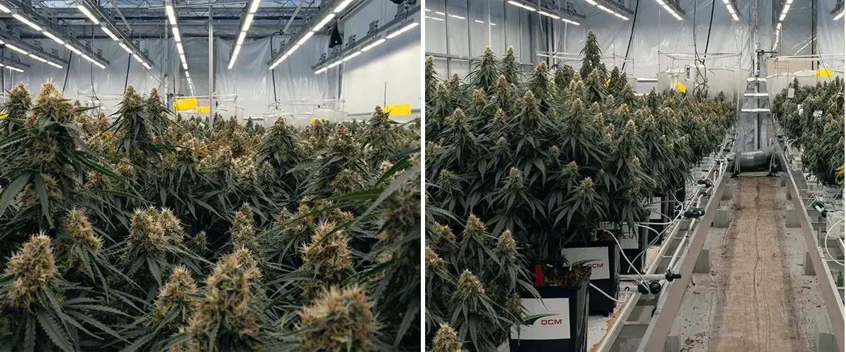 Essai du cannabis hybride Gaia F1 au centre de recherche Vertify Essai contrôlé du cannabis hybride Gaia F1 testant les substrats, l’irrigation et la performance de croissance dans des conditions identiques.