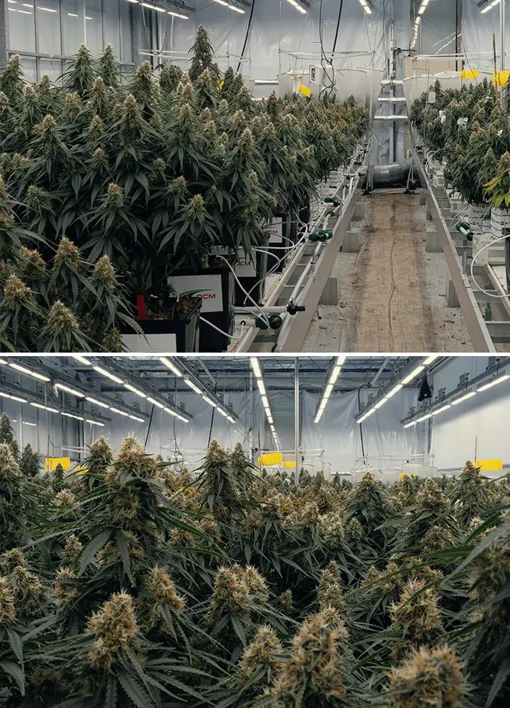 Essai du cannabis hybride Gaia F1 au centre de recherche Vertify Essai contrôlé du cannabis hybride Gaia F1 testant les substrats, l’irrigation et la performance de croissance dans des conditions identiques.