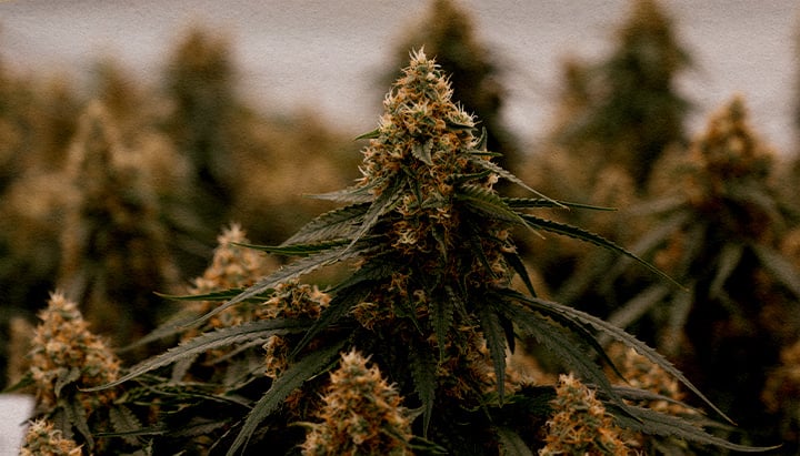 Présentation de Gaia F1 Gros plan sur l'hybride Gaia F1