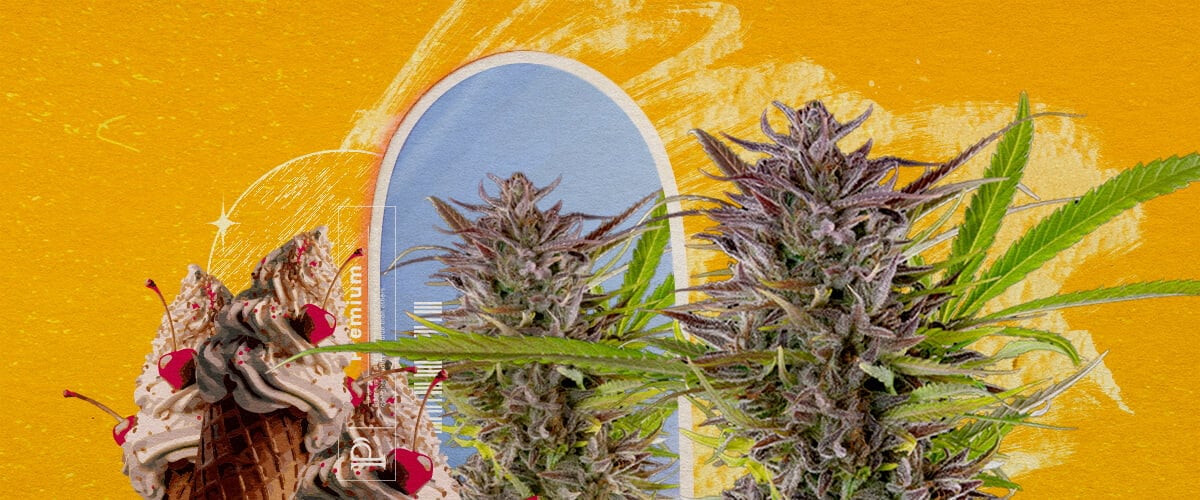 Apparence de la variété Gelato et informations sur sa culture Une illustration de bourgeons de cannabis avec une glace et une arche bleue, sur un fond jaune, explorant l'apparence et les informations de culture de la souche Gelato.