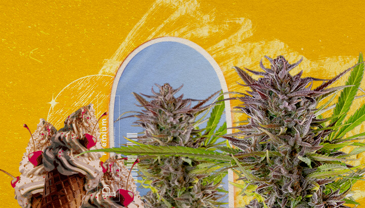 Apparence de la variété Gelato et informations sur sa culture Une illustration de bourgeons de cannabis avec une glace et une arche bleue, sur un fond jaune, explorant l'apparence et les informations de culture de la souche Gelato.