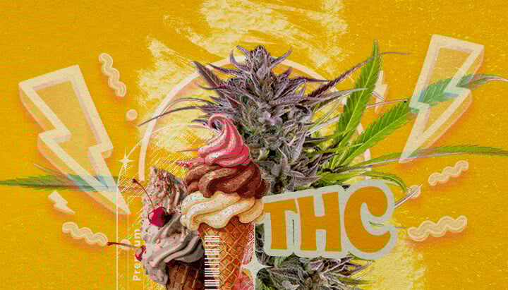 Gelato Strain THC Level and Potency An illustration of a cannabis bud with