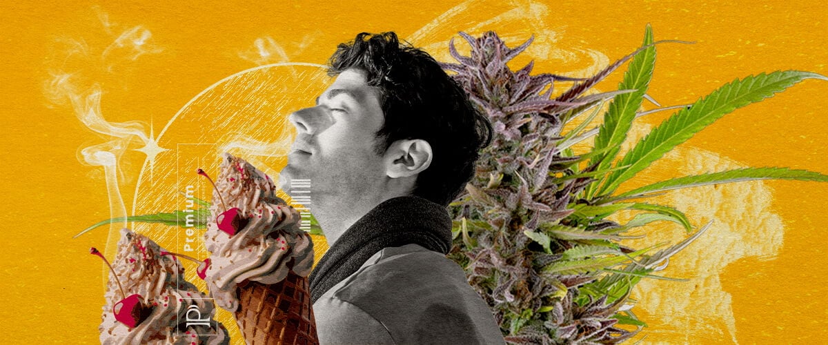 Profil aromatique et gustatif de la variété Gelato Une illustration d'un homme aux yeux fermés inhalant de la fumée, entouré d'un bourgeon de cannabis et de deux glaces avec des cerises, sur un fond jaune vibrant avec des effets de fumée abstraits, explorant visuellement le profil de saveur et d'arôme de la souche Gelato cannabis.