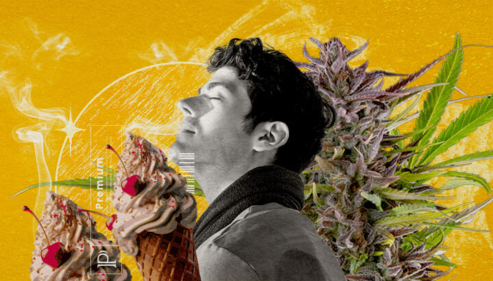 Profil aromatique et gustatif de la variété Gelato Une illustration d'un homme aux yeux fermés inhalant de la fumée, entouré d'un bourgeon de cannabis et de deux glaces avec des cerises, sur un fond jaune vibrant avec des effets de fumée abstraits, explorant visuellement le profil de saveur et d'arôme de la souche Gelato cannabis.