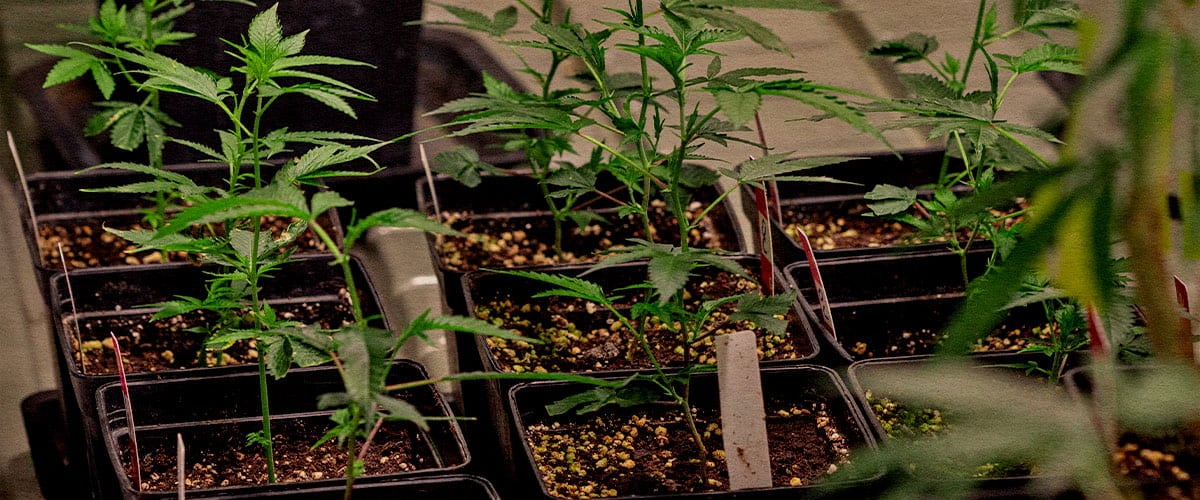 Jeunes clones de cannabis en pots conservation génétique élite identiques à la plante mère pour arôme cannabinoïdes et rendement constants