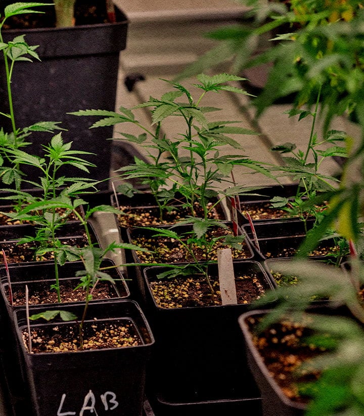 Jeunes clones de cannabis en pots conservation génétique élite identiques à la plante mère pour arôme cannabinoïdes et rendement constants