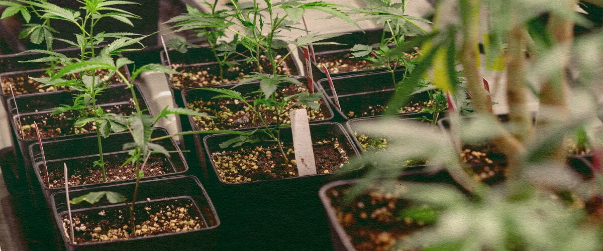 Génotype vs Phénotype : Plantes de Cannabis en Pots Plantes de cannabis dans des pots noirs avec de la terre, montrant des traits génétiques pour une comparaison génotype vs phénotype, idéal pour l'éducation sur la culture du cannabis.