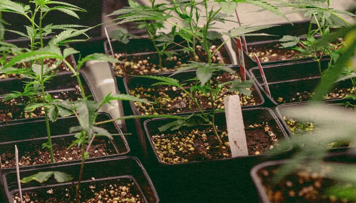Génotype vs Phénotype : Plantes de Cannabis en Pots Plantes de cannabis dans des pots noirs avec de la terre, montrant des traits génétiques pour une comparaison génotype vs phénotype, idéal pour l'éducation sur la culture du cannabis.
