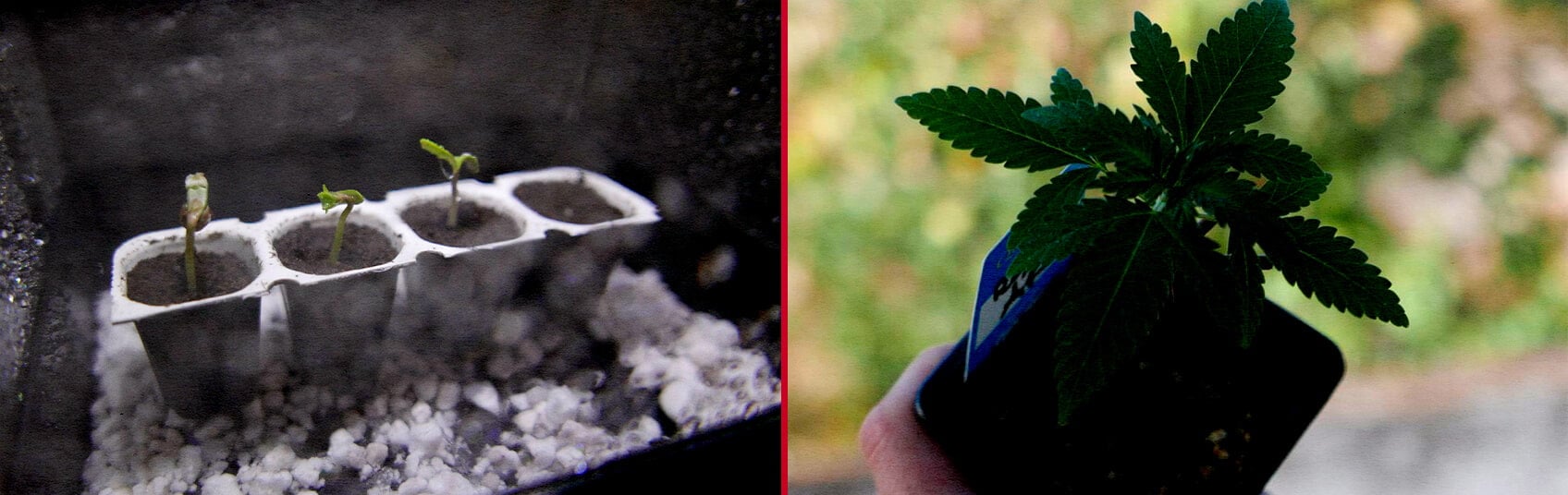 Germination des Graines Royal AK Guide de Culture Cannabis Une illustration de graines Royal AK trempant dans l'eau avec une jeune pousse en germination, sur un fond vert, mettant en valeur le processus de germination de la souche de cannabis Royal AK.