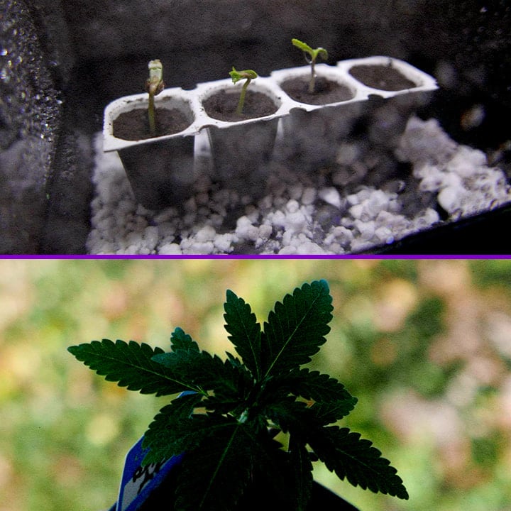 Germination des Graines Royal AK Guide de Culture Cannabis Une illustration de graines Royal AK trempant dans l'eau avec une jeune pousse en germination, sur un fond vert, mettant en valeur le processus de germination de la souche de cannabis Royal AK.
