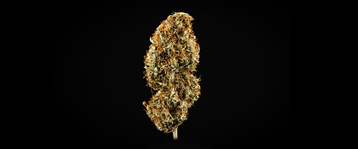 Qu’est-ce que le cannabis de qualité supérieure? Qu’est-ce que le cannabis de qualité supérieure?