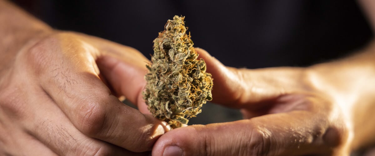 Tout d’abord : que sont les catégories de cannabis et pourquoi sont-elles importantes ? Tout d’abord : que sont les catégories de cannabis et pourquoi sont-elles importantes ?